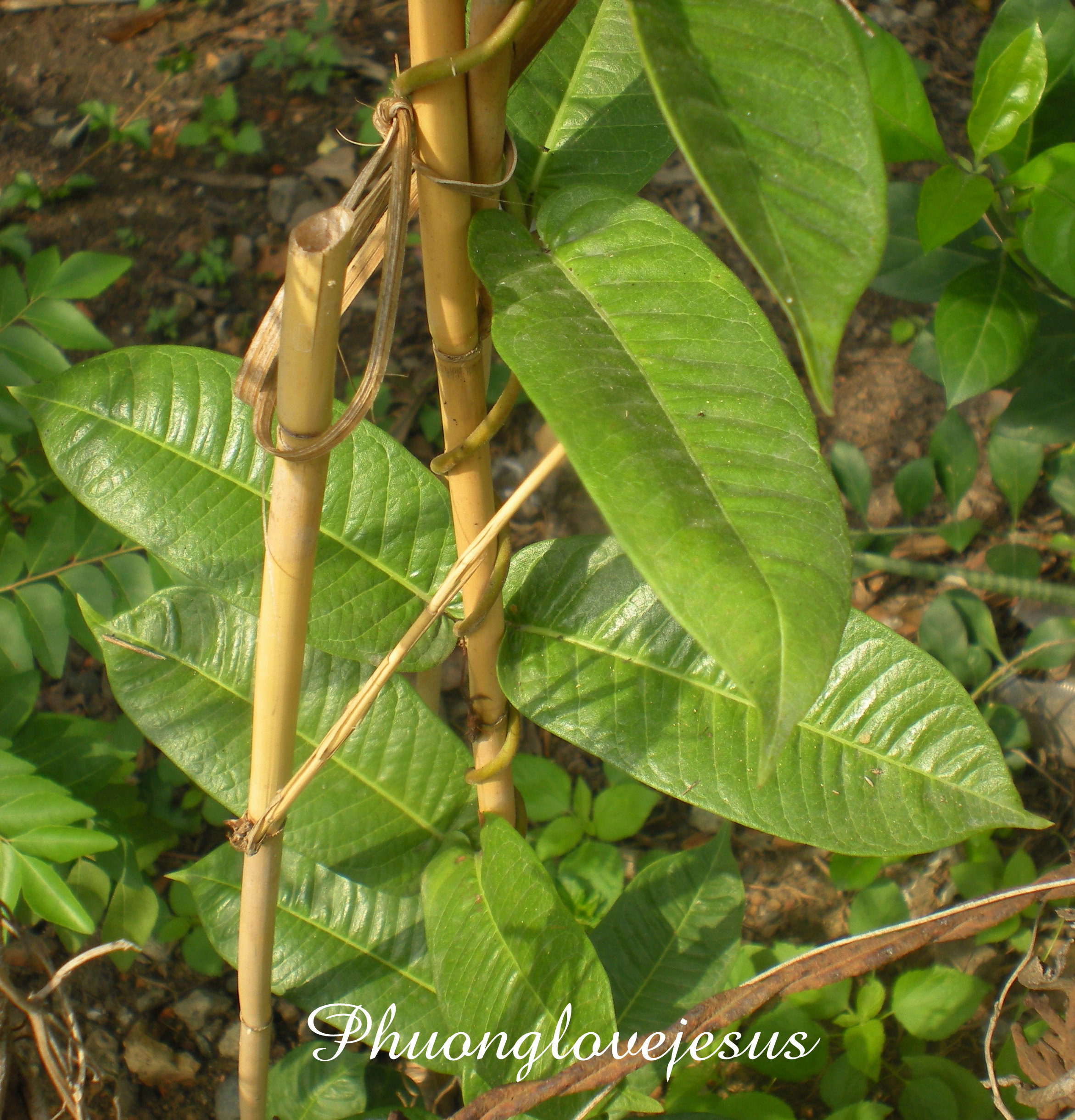 Mandevilla Plant